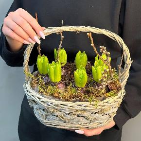 Интерьерная композиция с  луковичными гиацинтами в корзине в Москве