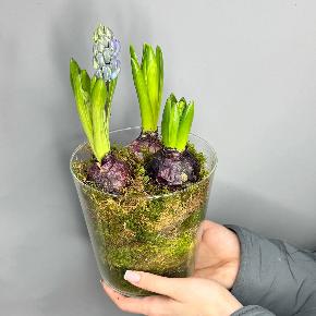 Интерьерная композиция с  луковичными гиацинтами в стеклянной вазе ( 3 шт) в Москве