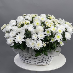 Композиция в корзине из микса хризантем в Москве