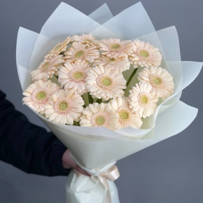 Букет из 15 кремовых гербер в Москве