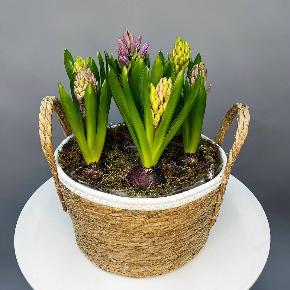 Композиция из луковичных гиацинтов " Весна" в Москве