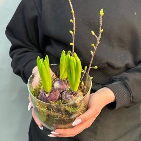 Интерьерная композиция с  луковичными гиацинтами в стеклянной вазе в Москве