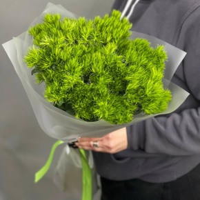 Букет из 15 диантусов люкс Грин Тик в Москве