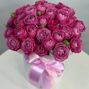 Композиция в шляпной коробке из малиновых кустовых пионовидных роз Марвелоус Баблз  в Москве