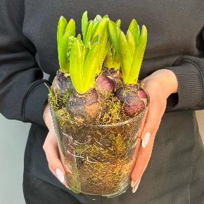 Интерьерная композиция с  луковичными гиацинтами в стеклянной вазе ( 5 шт) в Москве