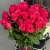 Букет из 25 малиновых роз Эквадор (60см) в Москве Букет из 25 малиновых роз Эквадор (60см) в Москве