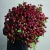 Монобукет из 75 кустовых роз Марун (70 см) в Москве Монобукет из 75 кустовых роз Марун (70 см) в Москве