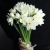 Букет из 25 нарциссов в Москве