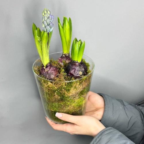 Интерьерная композиция с  луковичными гиацинтами в стеклянной вазе ( 3 шт) в Москве