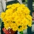 Букет 9 желтых хризантем в Москве Букет 9 желтых хризантем в Москве