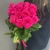 Букет из 15 роз Эквадор Пинк Флоид (60см) в Москве Букет из 15 роз Эквадор Пинк Флоид (60см) в Москве